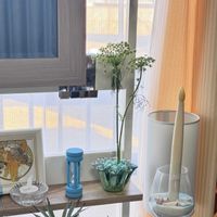 ホワイトレースフラワー（毒芹擬）,花言葉,花のある暮らし,誕生花,GS映えの画像