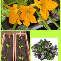 紫陽花,紫陽花,オキナワスズメウリ,オキナワスズメウリ,八重矢車草の画像