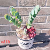 胡蝶の舞,赫蓮,赫蓮(かくれん),蒼い真珠,寄せ植えの画像