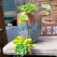 多肉植物 寄せ植え,和風,多肉棚,暴れ多肉,お庭開発中の画像