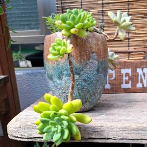多肉植物 寄せ植え,和風,多肉棚,暴れ多肉,お庭開発中の画像