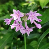 ツルバキア,ヤブミョウガ,ヒメジョオン,花壇,マイガーデンの画像