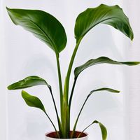ストレリチア,ストレリチア オーガスタ,観葉植物,インテリアグリーン,緑のある暮らしの画像