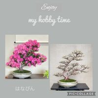 はなびん,盆栽,サツキ盆栽,剪定の画像