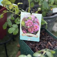 バラ,薔薇,ガーデニング,花のある暮らし,河本バラ園の画像