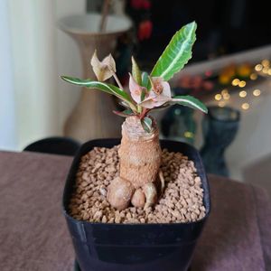 ユーフォルビア,塊根植物,可愛い,塊根,ユーフォルビア属。の画像