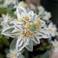 センニチコウ,ハツユキソウ,初雪草,ハツユキソウ 氷河,寄せ植えの画像