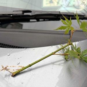 イロハモミジ,盆栽,挿し木の画像