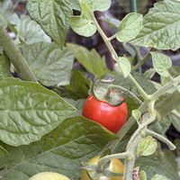 トマト,ミニトマト,ズッキーニ,今日の収穫野菜,収穫の画像