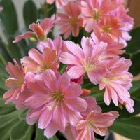アジサイ,レウィシア,紫陽花,地植え,ガーデニングの画像