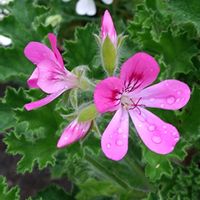 ゼラニウム,ゼラニウム,我が家のお花,おうち園芸の画像