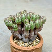 オベサブロウ,多肉植物,ユーフォルビア,木質化,庭の画像