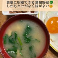 おかのり,夏野菜,家庭菜園奮闘日記,おうち園芸,家庭菜園の画像