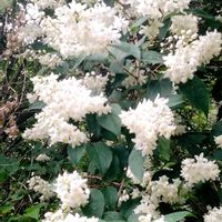 マツリカ,アラビアンジャスミン,茉莉花,新緑の季節,山の遅い春の画像