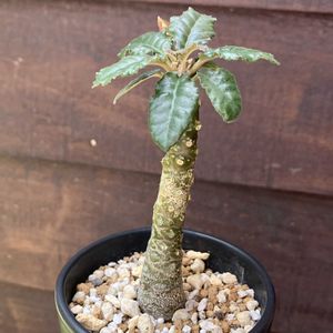 ドルステニア・フォエチダ,多肉植物,塊根植物,コーデックス,ドルステニアの画像