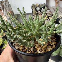 ハオルチア,多肉植物,ユーフォルビア,agave,アロエ属の画像