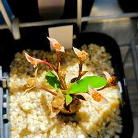 ユーフォルビア属,Macroclinium manabinum,ユーフォルビア　モラティー,マクロクリニウム マナビナム,多肉植物の画像