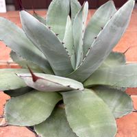 ハオルチア,多肉植物,ユーフォルビア,agave,アロエ属の画像