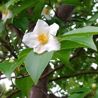 ラムズイヤー,ヒメシャラ,リュウノヒゲ,近所の公園,木の花の画像