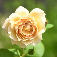 バラ　シャルロットペリアン,ガーデニング,花のある暮らし,ばら バラ 薔薇,武器ではなく花をの画像