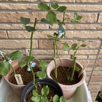 花のある暮らし,大好き♡︎ʾʾ,挿し木から成長,素敵な出会いに感謝❤️,薔薇愛の画像