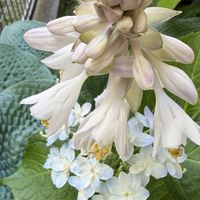 アジサイ,ギボウシ（ホスタ）,紫陽花　あじさい　アジサイ,ホスタ サファイア・ピローズ,紫陽花 アジサイ あじさいの画像