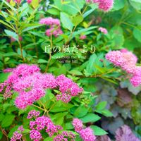シモツケ ,ガーデニング,癒し,花のある暮らし,初夏の庭の画像