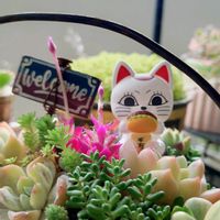 セダム,多肉植物,寄植え,花いろいろ,ベランダの画像