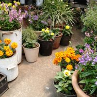 花のある暮らし,おうち園芸,小さな庭の画像