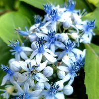 アガパンサス,カラー,ナンテン,常山アジサイ 碧の瞳,花のある暮らしの画像