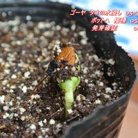 ゴーヤ,緑のカーテン,梅雨入り,ゴーヤ♫,テラスの画像