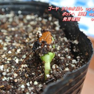 ゴーヤ,緑のカーテン,梅雨入り,ゴーヤ♫,テラスの画像
