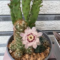 サボテン,多肉植物,かわいいな♡,多肉・サボテン,ナフコの画像