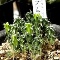 サボテン,ﾏｲﾌｴﾆｵﾌﾟｼｽ　ｻﾌﾞﾃﾗﾈｱ,多肉植物の画像