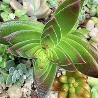 多肉,寄せ植え,多肉植物,ガーデニング,緑のある暮らしの画像