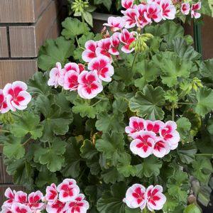 ガーデニング,花のある暮らし,ナチュラルスタイル,おうち園芸,玄関アプローチの画像