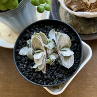 ガステリア 子宝,多肉植物,ガステリアの画像