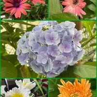 アメリカンブルー,ゼラニウム,マーガレット,ルリマツリ,紫陽花の画像