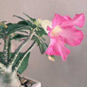 小さな花壇,ガーデニング初心者,小さな庭の画像