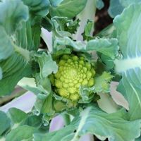 ニンジン,野菜,ロマネスコ,丸人参,花壇の画像