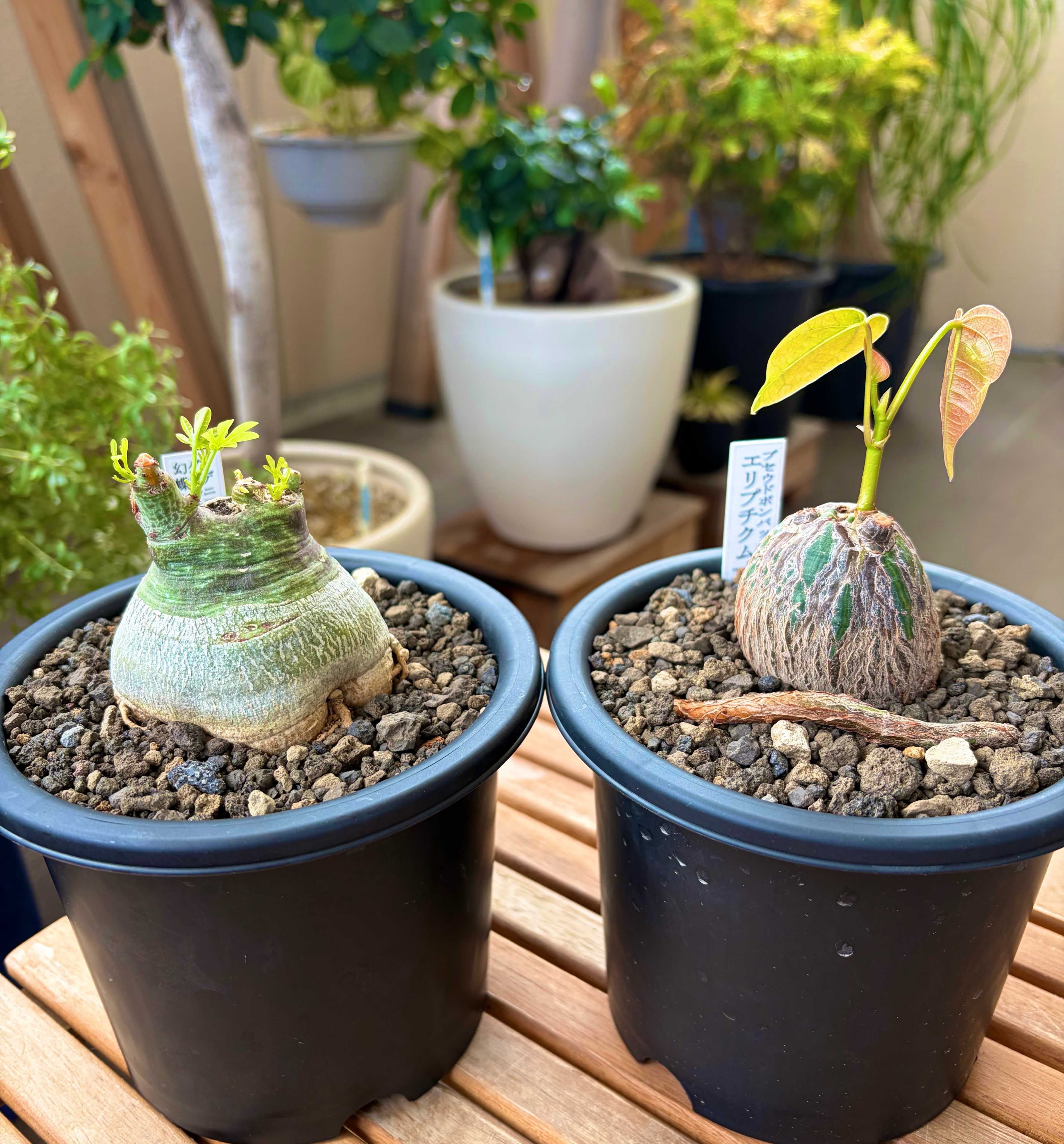 アデニア・グラウカの育て方｜うまく育てるコツとは？｜🍀GreenSnap