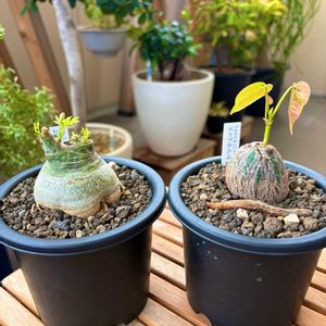 ボンバックス,アデニア・グラウカ,ユーフォルビアspブレビフォリア,観葉植物,塊根植物の画像