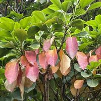 紅葉,カクレミノ,公園,花壇,ガーデニングの画像