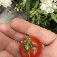 ミニトマト,ガーデニング,収穫,初夏の庭,家庭菜園の画像