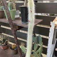 多肉植物,観葉植物の画像