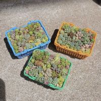 多肉植物,セダム寄植え,ちまちま寄せ,セダム♡,おうち園芸の画像