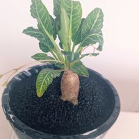 ユーフォルビア スパンリンギー,ユーフォルビア スパンリンギー,ユーフォルビア,珍奇植物,根塊植物の画像