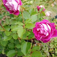 カーネーション,プリムラ,ヒューケラ ドルチェ,薔薇オルフェオ,オステオぺルマムの画像