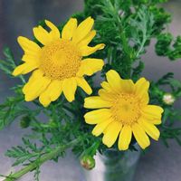 春菊,花のある暮らし,緑のある暮らし,植物のある暮らし,黄色の花の画像