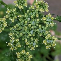 パセリ,パセリの花の画像